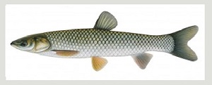 Grass,Grass Carp