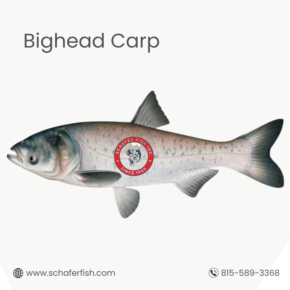 Bighead Carp available for Export