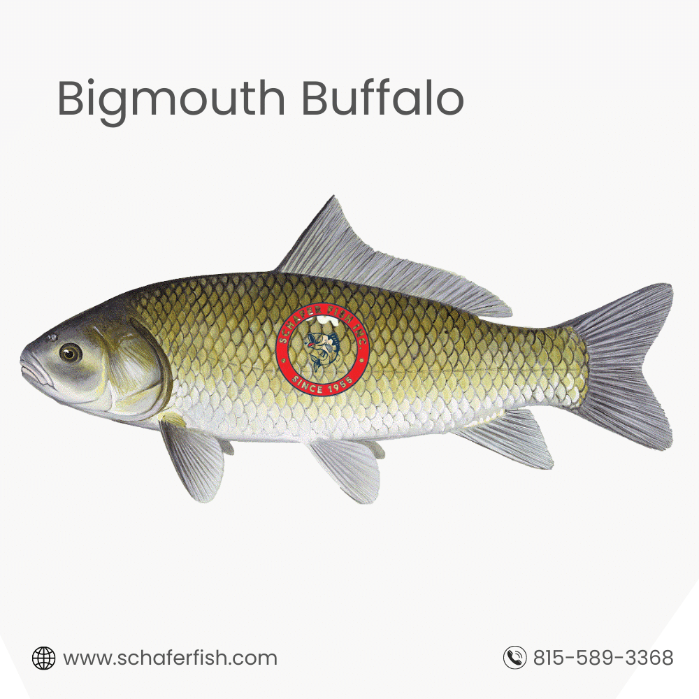 Bigmouth Buffalo fish available for Export