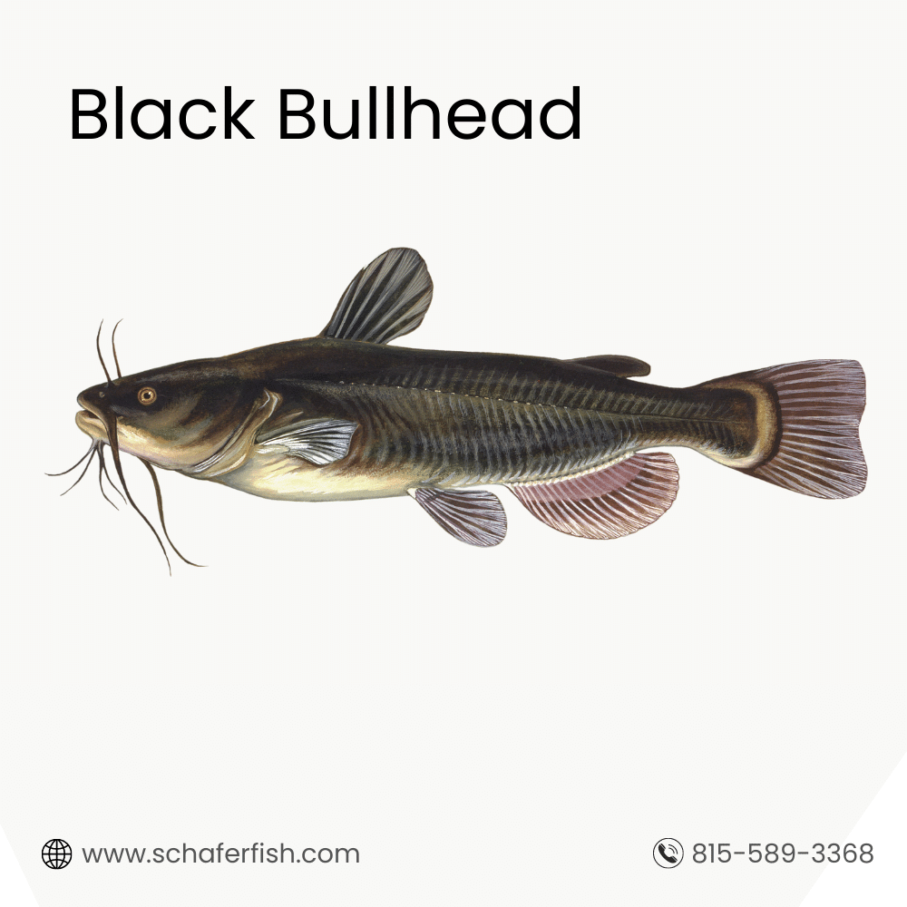 Black Bullhead fish for sale
