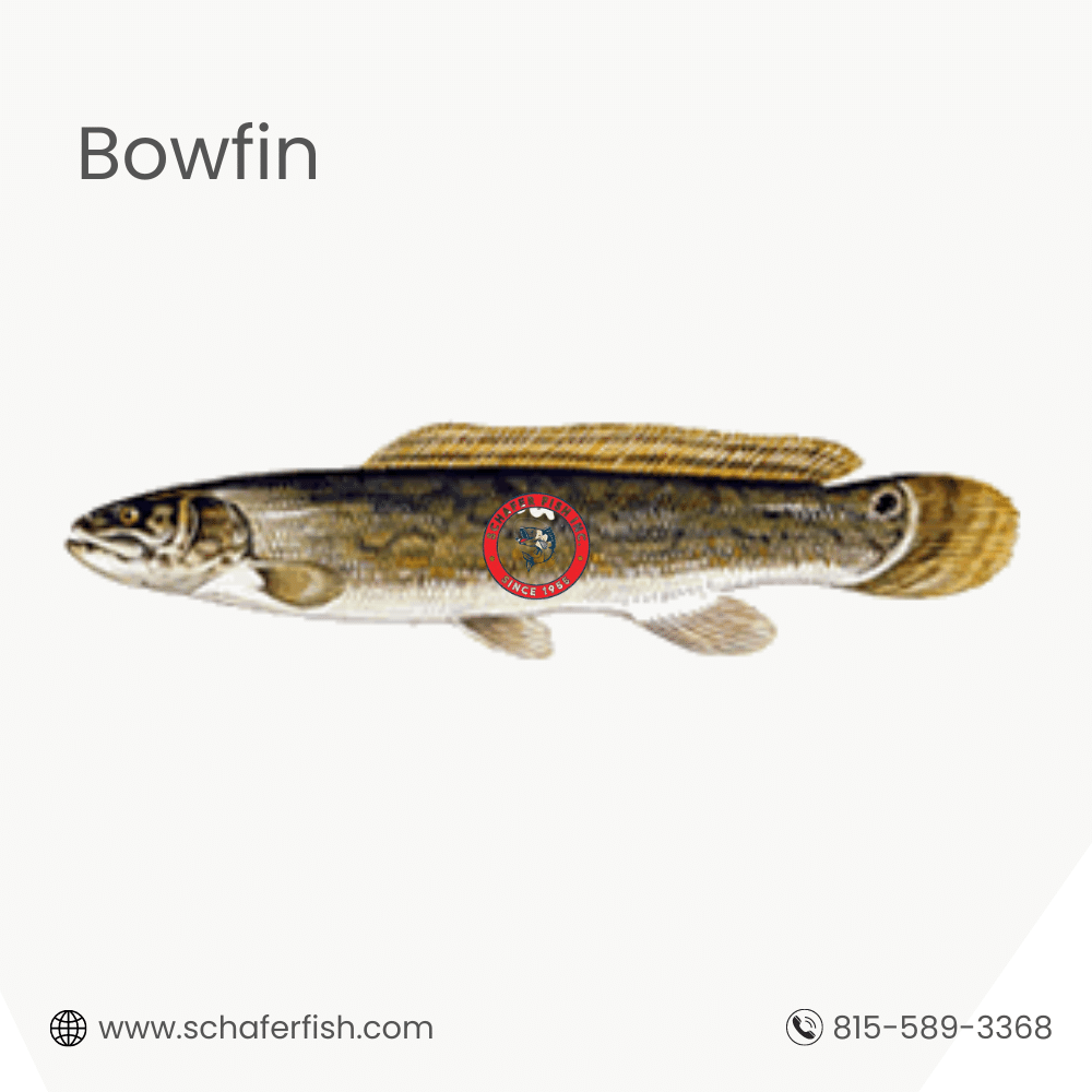 Bowfin fish available for Export