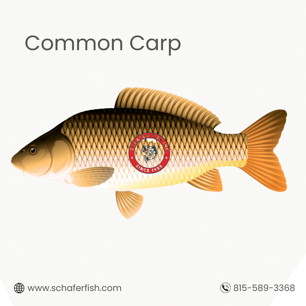 Common Carp available for Export