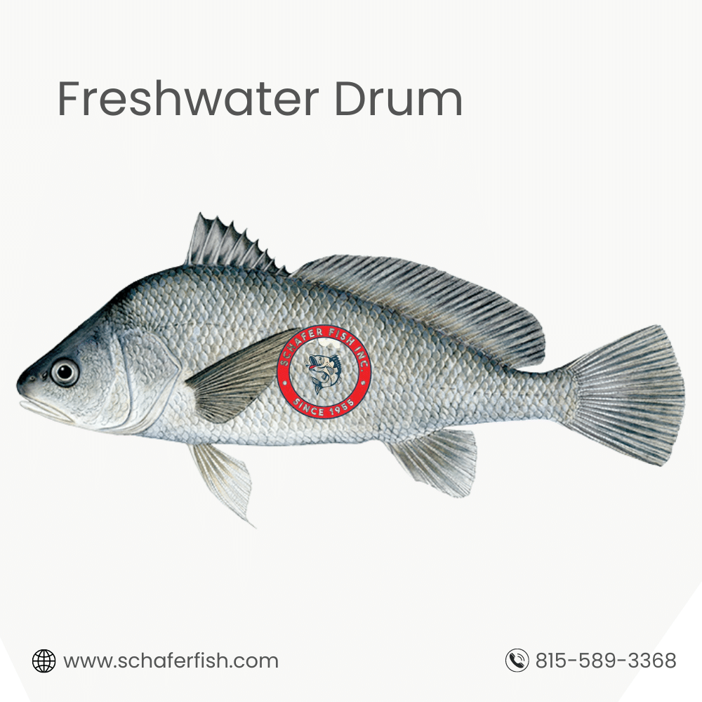 Freshwater Drum fish available for Export