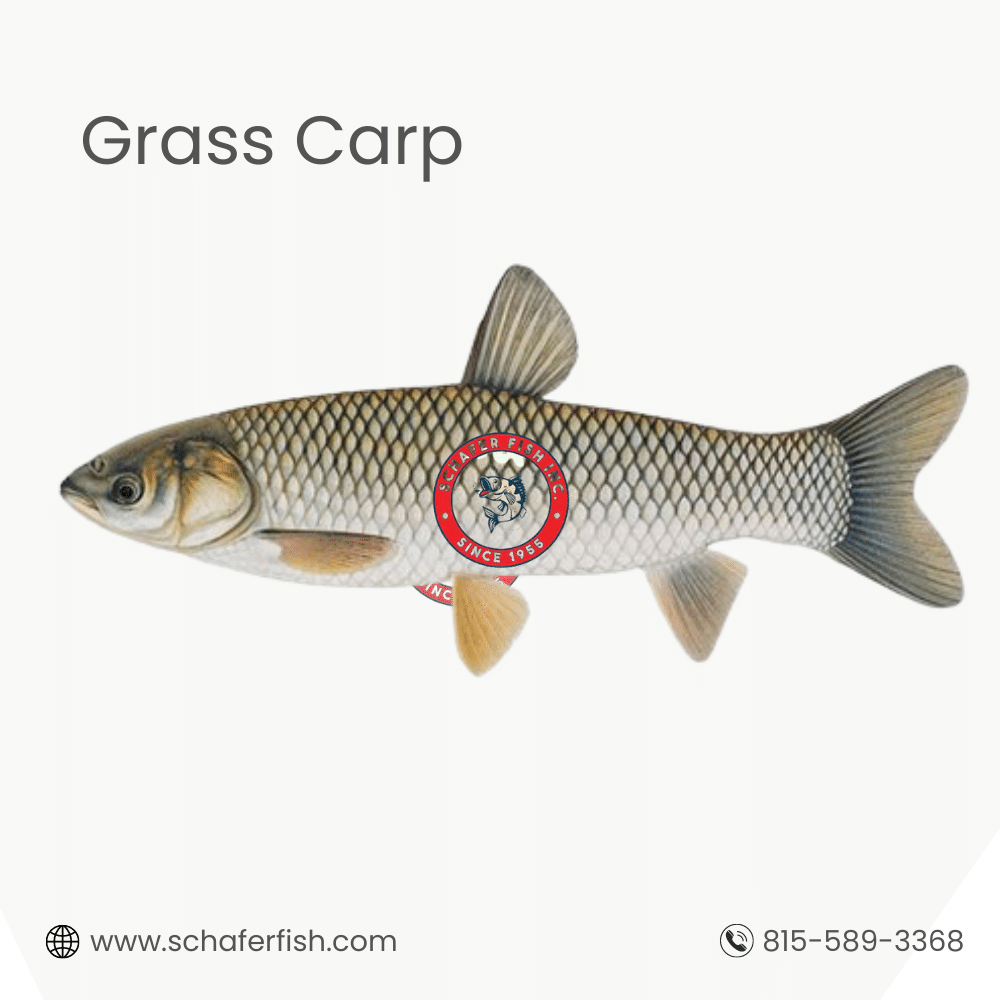Grass Carp fish available for Export