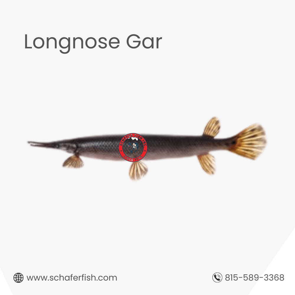 Longnose Gar fish available for Export