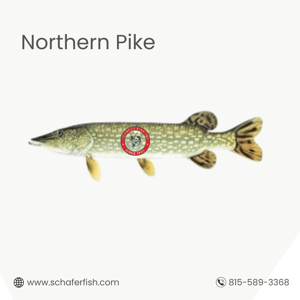 Northern Pike fish available for Export