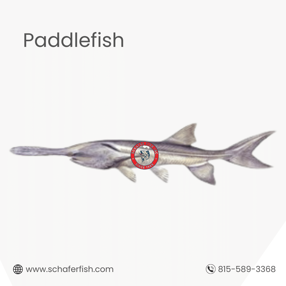 Paddlefish available for Export