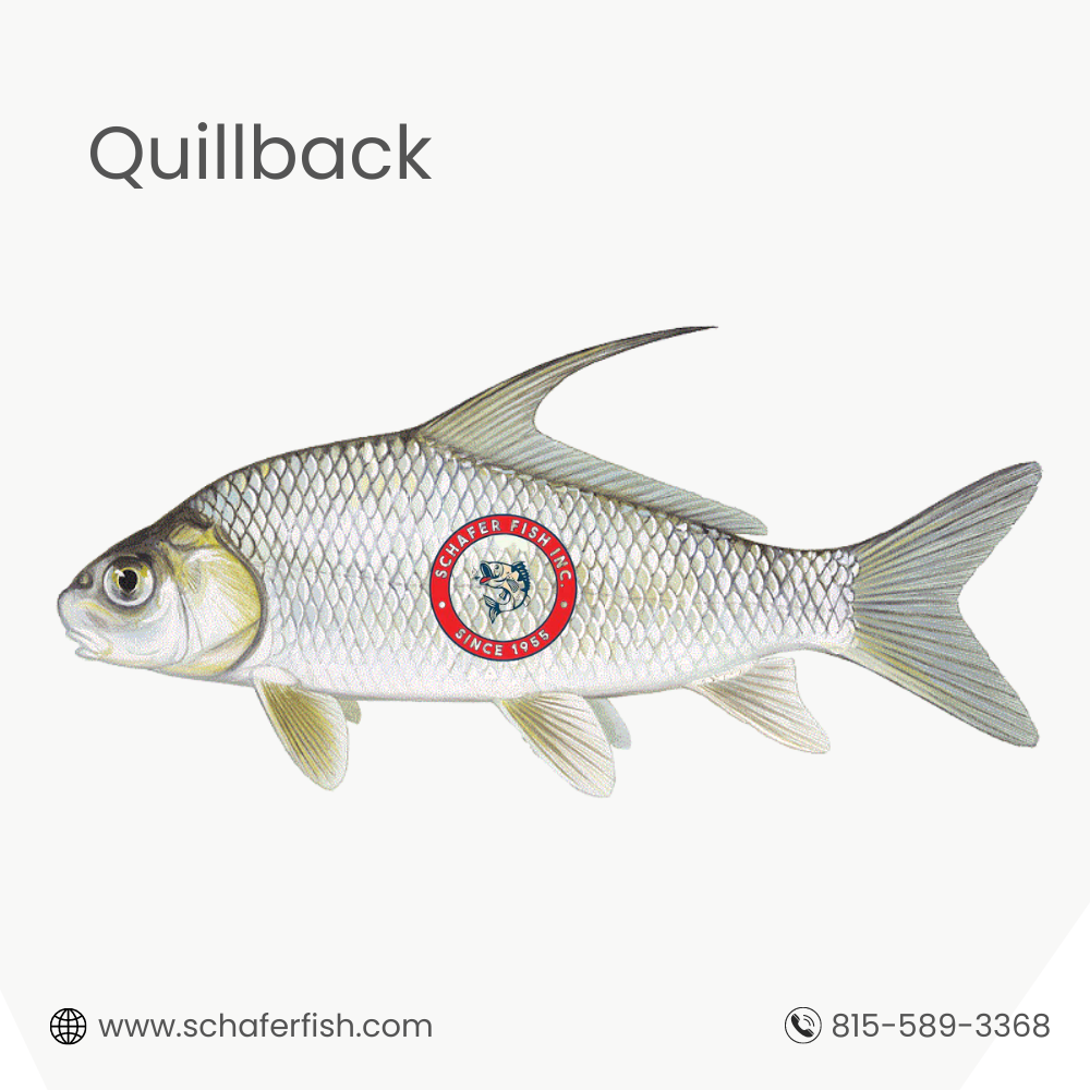 Quillback fish available for Export (1)