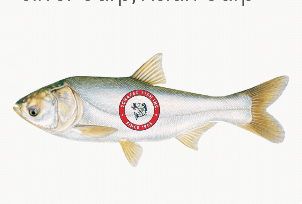 Asian Silver Carp Supplier in the USA