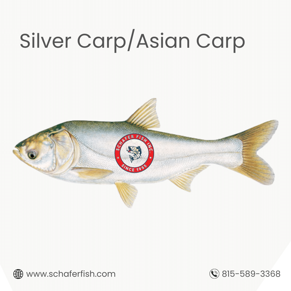 Silver Carp or Asian Carp available for Export