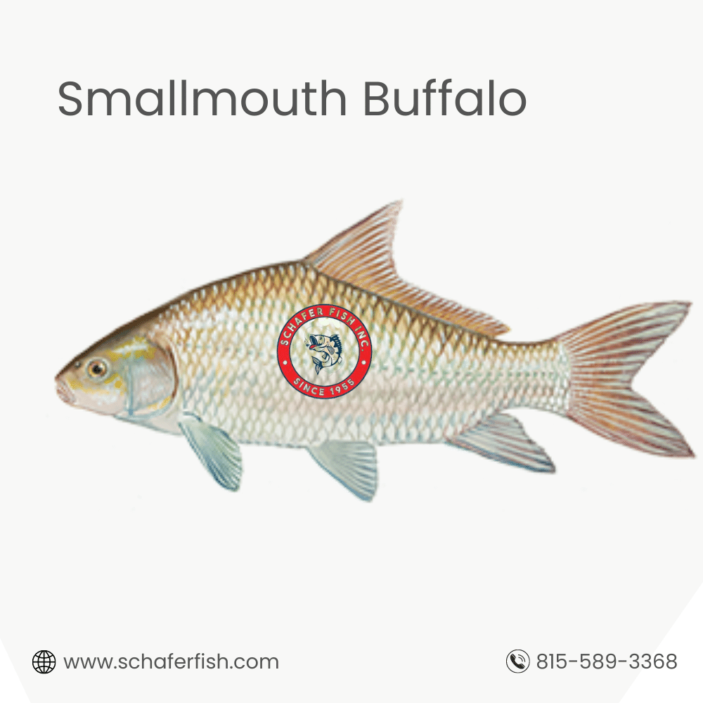 Smallmouth Buffalo fish available for Export