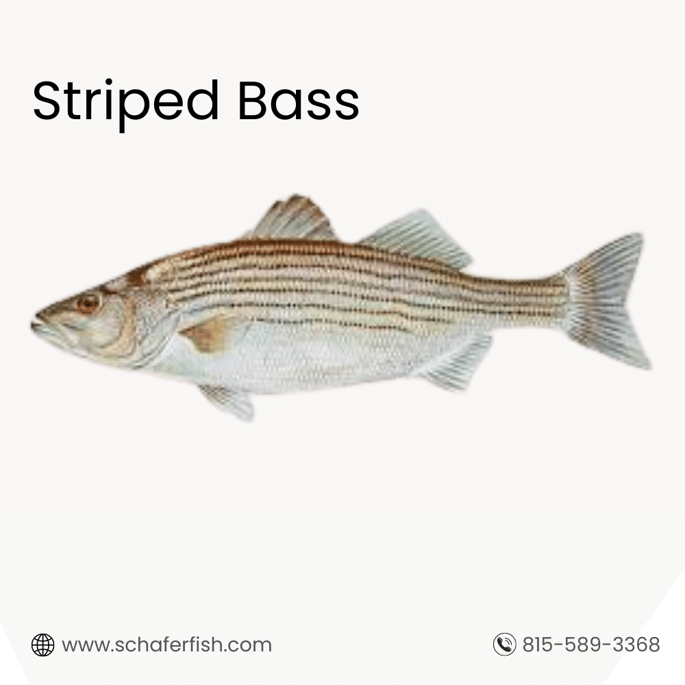 Striped Bass fish for sale