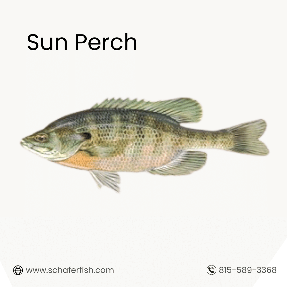 Sun Perch fish for sale