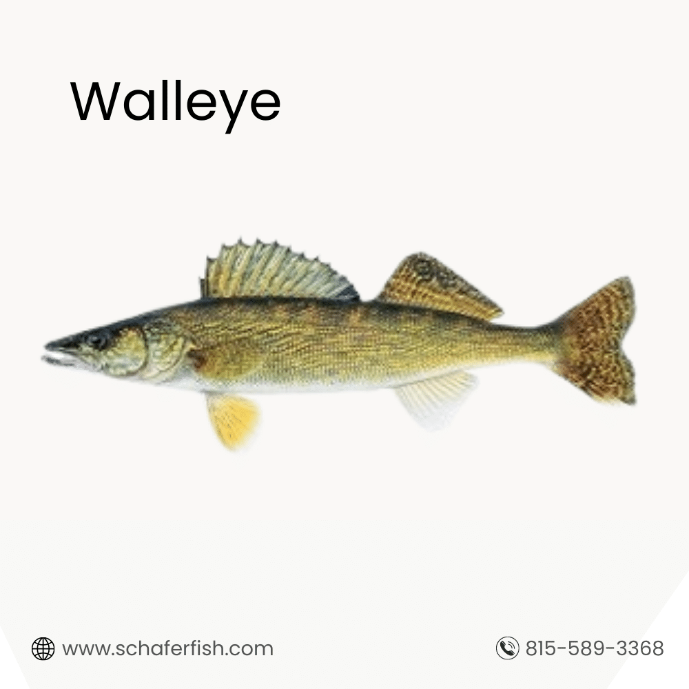 Walleye