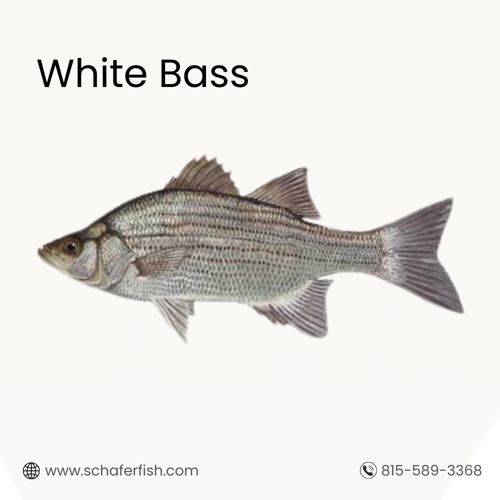 White Bass fish for sale