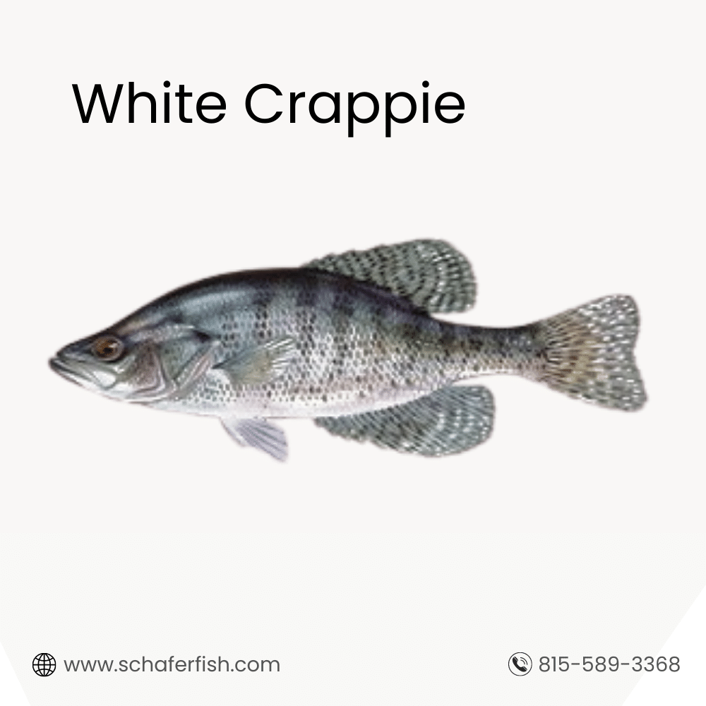 White Crappie fish for sale